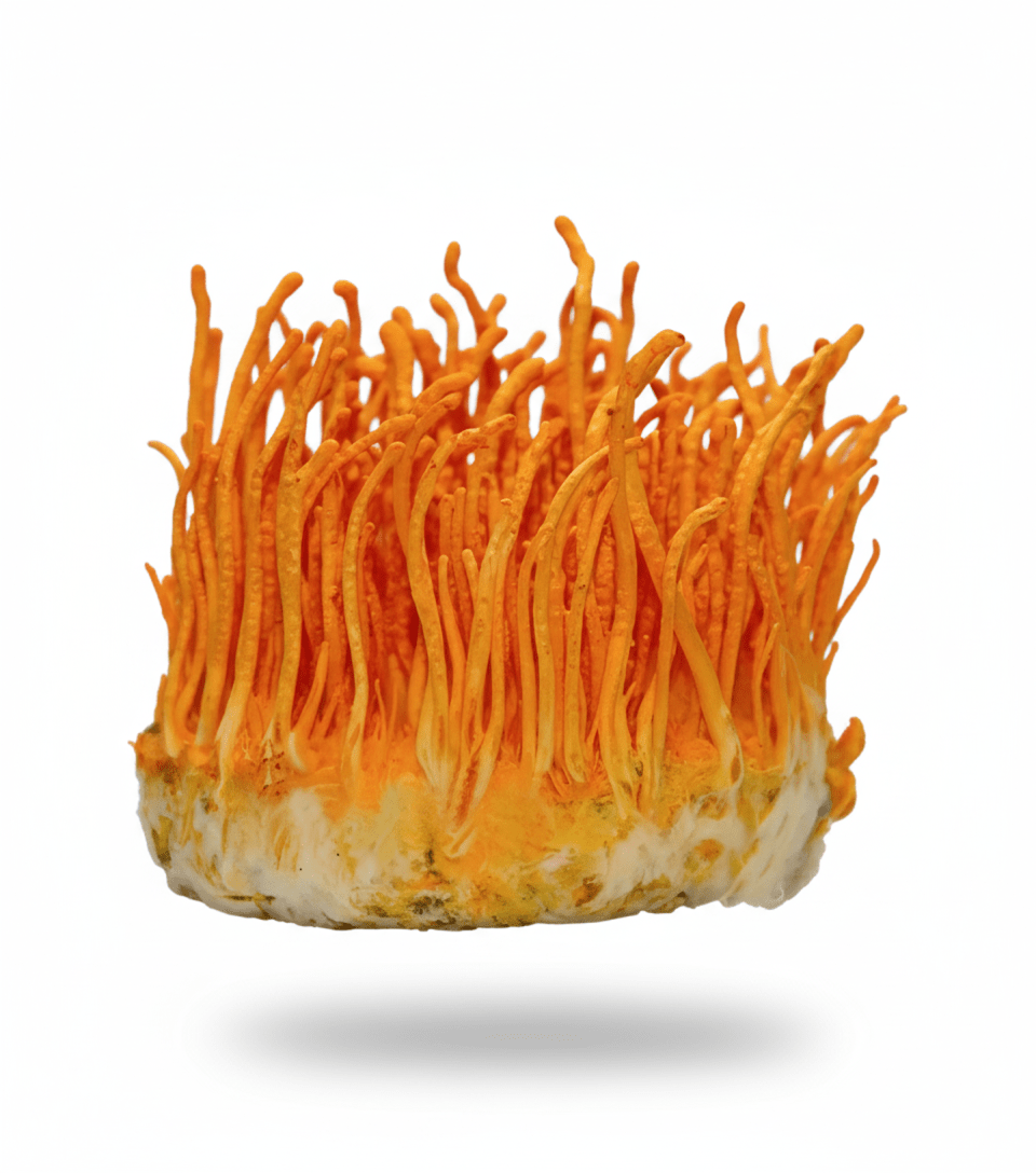 Cordyceps Sinensis mushroom