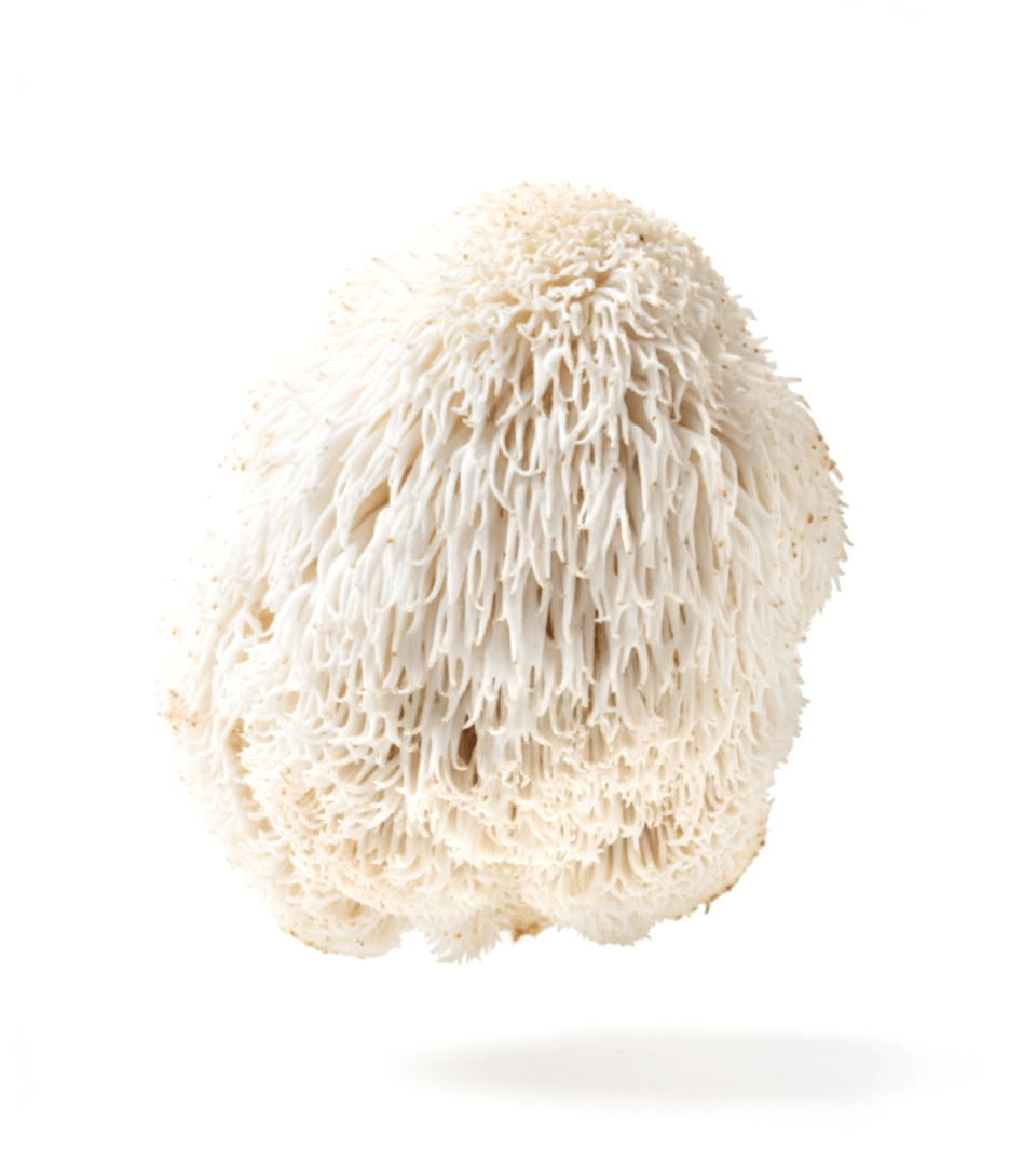 Lions Mane mushroom